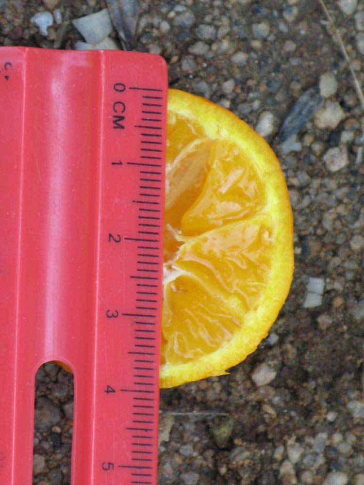            Fruit cross-section (Riverside, CA)   